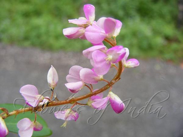 Many-Flowered Desmodium